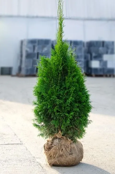 Tuja BRABANT 180-200cm Wysoka Sadzonka Na Żywopłot Drzewko DOSTAWA GRATIS