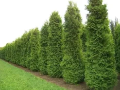 Tuja BRABANT 180-200cm Wysoka Sadzonka Na Żywopłot Drzewko DOSTAWA GRATIS