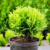 Tuja DANICA 8-15cm Piękna Zielona Kulka Do Ogrodu