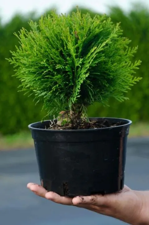 Tuja DANICA 8-15cm Piękna Zielona Kulka Do Ogrodu