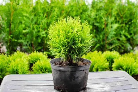 Tuja DANICA 8-15cm Piękna Zielona Kulka Do Ogrodu