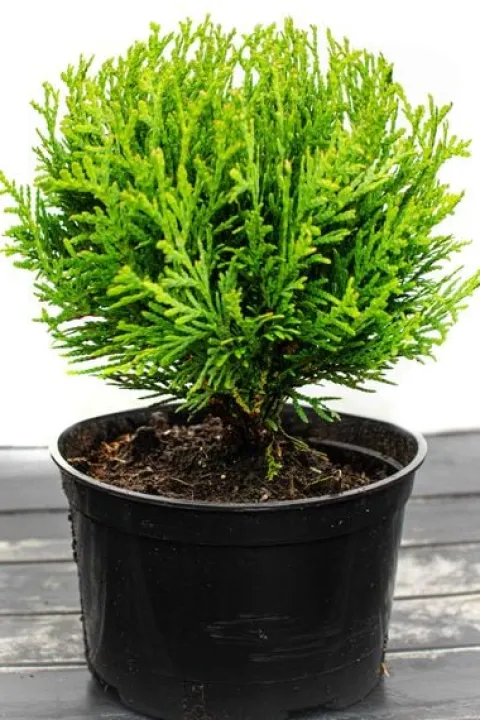 Tuja DANICA 8-15cm Piękna Zielona Kulka Do Ogrodu