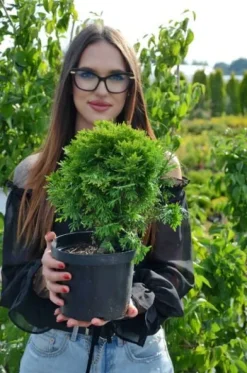 Tuja DANICA 8-15cm Piękna Zielona Kulka Do Ogrodu