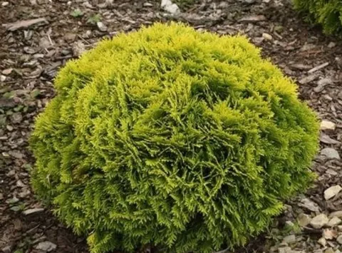 Tuja MIRJAM 2L 15-20cm Piękna Zielona Kulka Do Ogrodu
