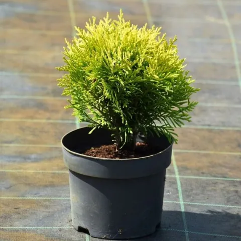 Tuja MIRJAM 2L 15-20cm Piękna Zielona Kulka Do Ogrodu