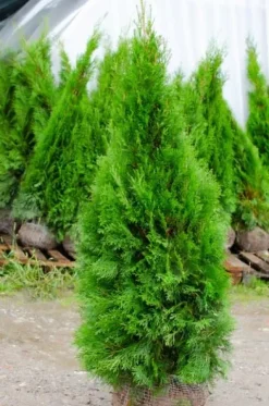 Tuja SZMARAGD 200-220cm Najlepsza Sadzonka Na Żywopłot DARMOWA DOSTAWA