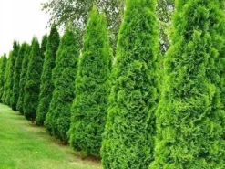 Tuja SZMARAGD 180-200cm Najlepsza Sadzonka Na Żywopłot DARMOWA DOSTAWA