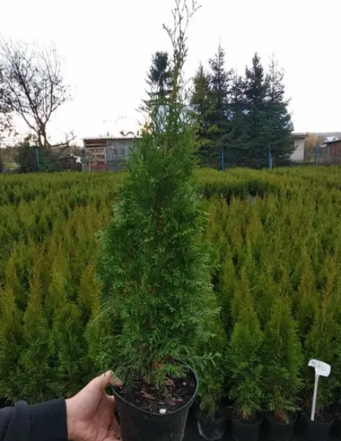 Tuja SZMARAGD 2L 60-80cm Najlepsza Sadzonka Na Żywopłot Drzewko