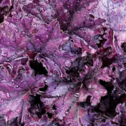 Żurawka FOREVER PURPLE Intensywnie fioletowa Błyszczące liście Sadzonki 1L