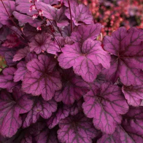 Żurawka WILD ROSE Unikalny kolor Różowo-fioletowa Sadzonki w doniczkach 2L