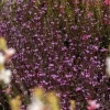 Werbena patagońska Bampton - Verbena officinalis