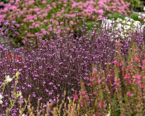 Werbena patagońska Bampton - Verbena officinalis