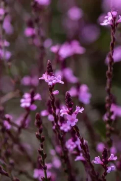 Werbena patagońska Bampton - Verbena officinalis