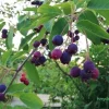 Świdośliwa Lamarcka (Amelanchier) w doniczkach 1,25-2 L wysokość 100-120 cm