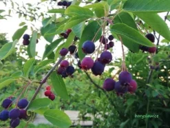 Świdośliwa Lamarcka (Amelanchier) w doniczkach 1,25-2 L wysokość 100-120 cm