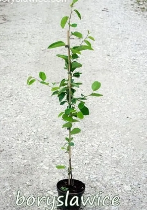 Świdośliwa Lamarcka (Amelanchier) w doniczkach 1,25-2 L wysokość 100-120 cm