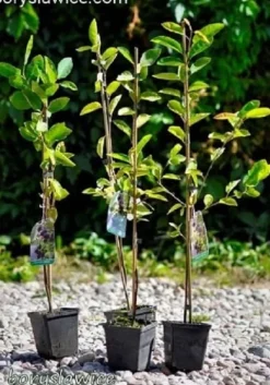 Świdośliwa Lamarcka (Amelanchier) w doniczkach 1,25-2 L wysokość 100-120 cm