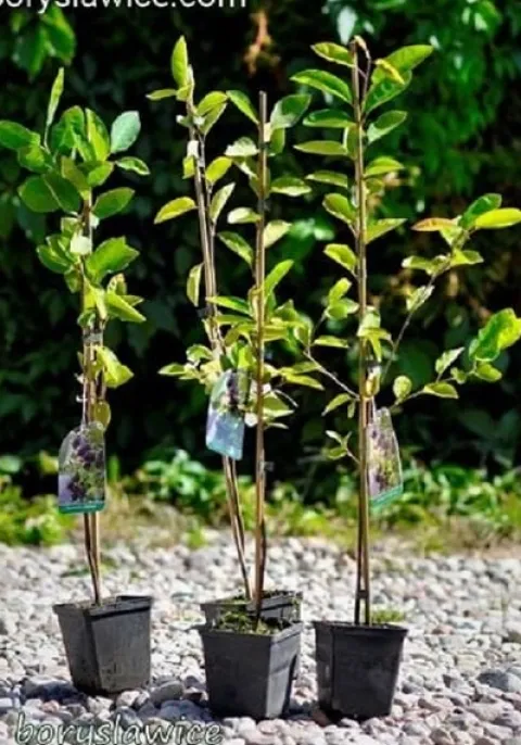 Świdośliwa Lamarcka (Amelanchier) w doniczkach 1,25-2 L wysokość 100-120 cm
