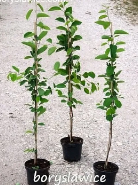 Świdośliwa Lamarcka (Amelanchier) w doniczkach 1,25-2 L wysokość 100-120 cm