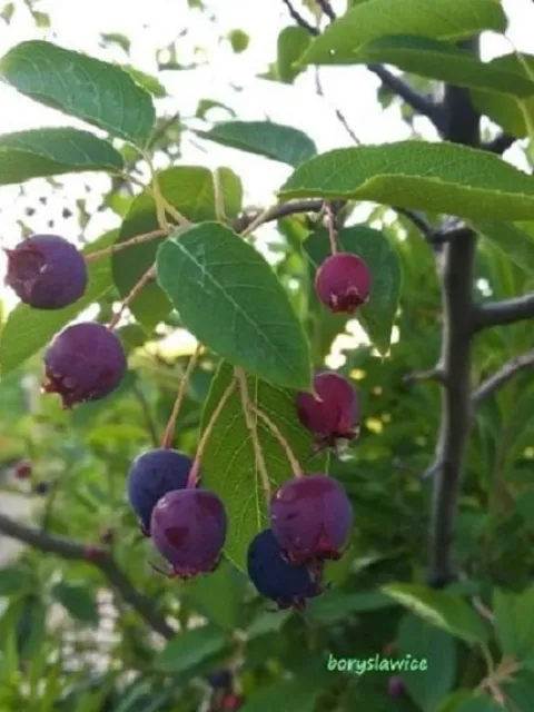 Świdośliwa Lamarcka (Amelanchier) w doniczkach 1,25-2 L wysokość 100-120 cm