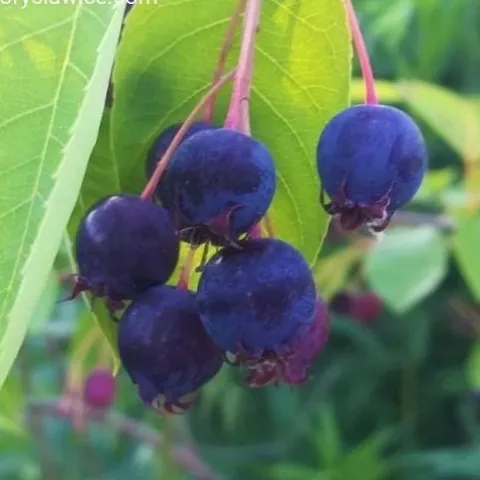 Świdośliwa Lamarcka (Amelanchier) w doniczkach 1,25-2 L wysokość 100-120 cm