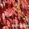 Winobluszcz pięciolistkowy (Parthenocissus) w doniczkach P11, 40-60 cm