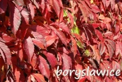 Winobluszcz pięciolistkowy (Parthenocissus) w doniczkach P11, 40-60 cm