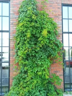 Winobluszcz pięciolistkowy (Parthenocissus) w doniczkach P11, 40-60 cm