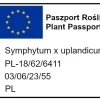Żywokost rosyjski (odmiana Bocking-14) sadzonki