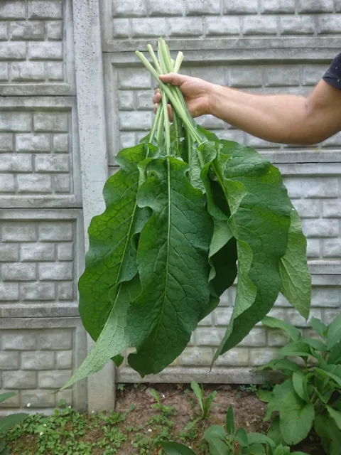 Żywokost rosyjski (odmiana Bocking-14) sadzonki