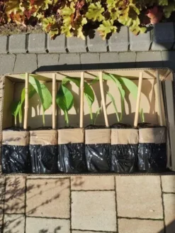 Żywokost rosyjski (odmiana Bocking-14) sadzonki